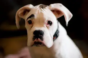 Perro Boxer Blanco